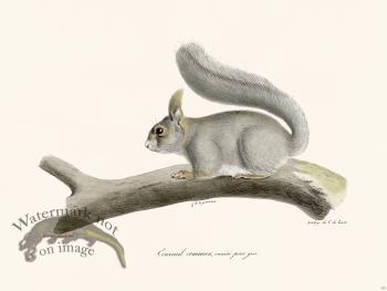Cuvier 278 Common Squirrel Gray